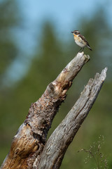 whinchat sitting in the rhizome