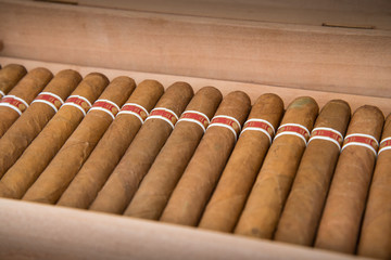 cuban cigar and humidifier