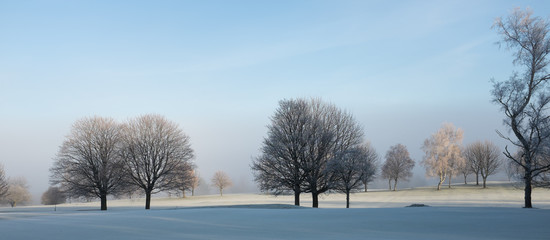 Trees in Frost