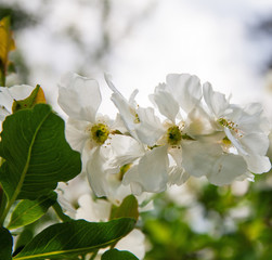 Flowers tree background