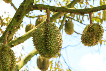 Fresh durians, the king of fruit on the tree.