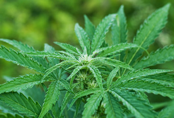 Fototapeta na wymiar Cannabis plant at early flowering stage