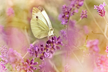 White butterfly on beautiful lavender