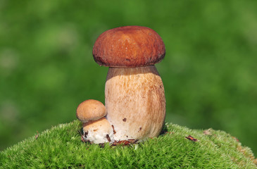 Two ceps on a moss