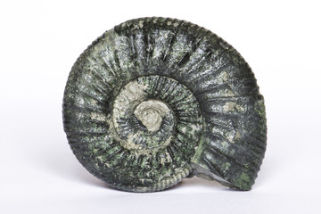 Orthosphinctes, ammonite fossile - Neumarkt, Germania