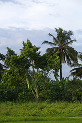 Beautiful palm trees