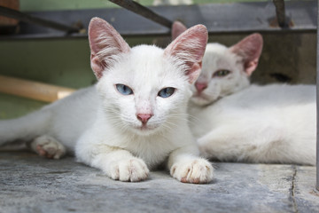 white cat hide