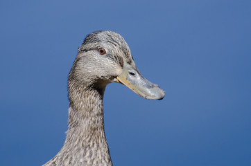 Profile of a Female Mallard Duck
