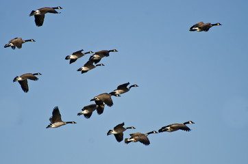 Large Flock of Geese Flying in Blue Sky