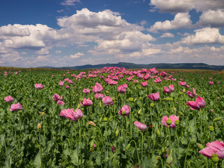 Opium Poppy field in full bloom