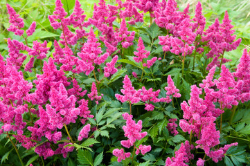 Pink Astilbe (False Spirea), Copy Space, Horizontal