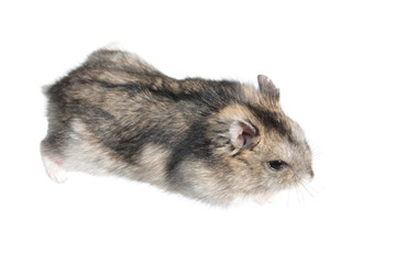 Djungarian hamster isolated on white