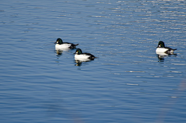 Common Goldeneye Ducks Swimming on the Water