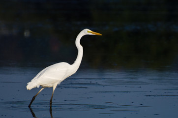 Great Egret Hunting for Fish