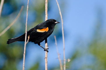 Red-Winged Blackbird Perched in Tree