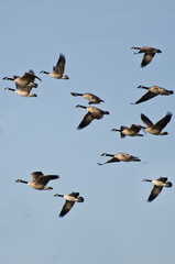Large Flock of Geese Flying in Blue Sky