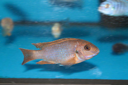 Lavender mbuna (Iodotropheus sprengerae) malawi cichlid