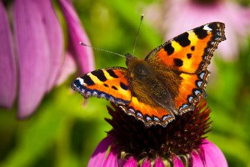 Kleiner Fuchs auf dem Sonnenhut