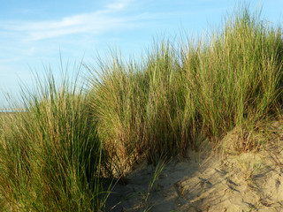 Nordseestrand mit Dünen - Renesse