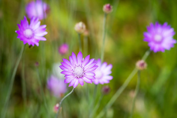 Fototapeta premium summer flowers