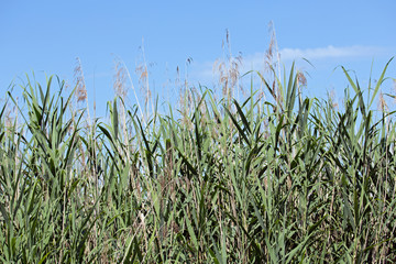 Wasserpflanzen  Schilf