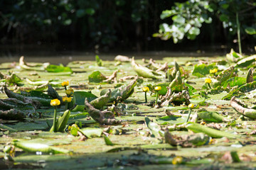 Wasserpflanzen  Schilf