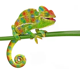 Foto op Plexiglas Kameleon Chamaeleo calyptratus, vrouwelijk, geïsoleerd op een witte achtergrond