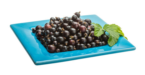 Black currant