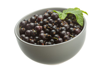 Black currant