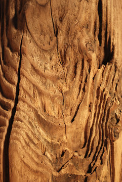 Treibholz12