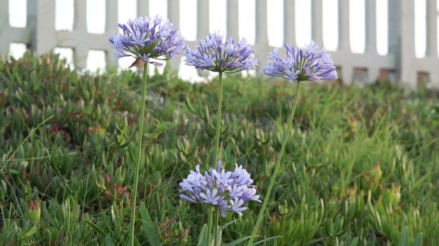 purple  lavender wild  spring flower
