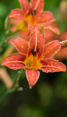 Iris, fleur orange