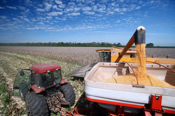 corn harvest