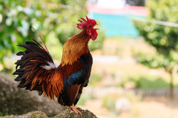 Colorful Rooster crowing - obrazy, fototapety, plakaty