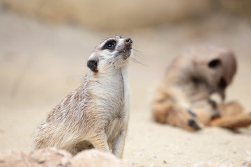 Fototapeta premium A meerkat looking around