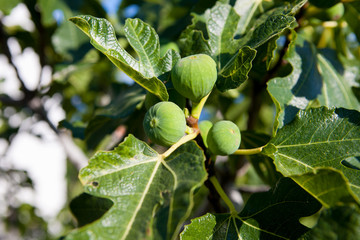 Fig tree