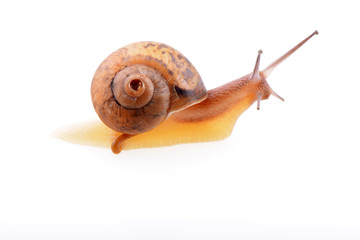 Snail on a white background