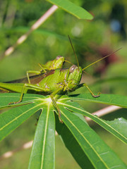 Green grasshopper eats leaf of manioc