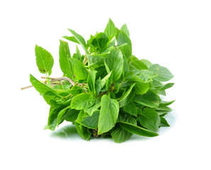 basil leaves on white background