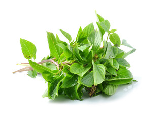 basil leaves on white background