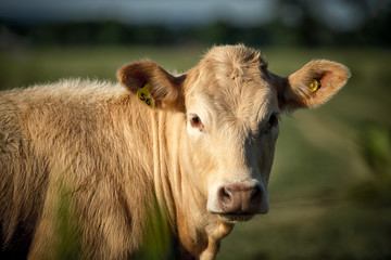 Light Colored Brown Beige Cow Close-up