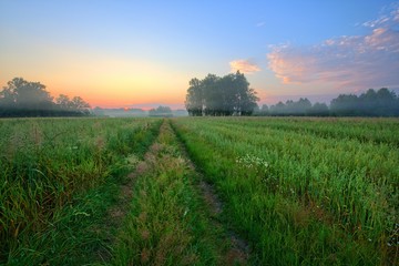 Naklejka premium summer landscape