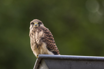 Juvenile Kestrel in a roof gutter