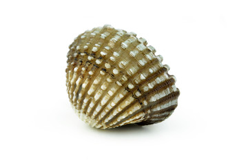 cockle over white background