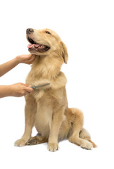 Brushing Golden Retriever Fur