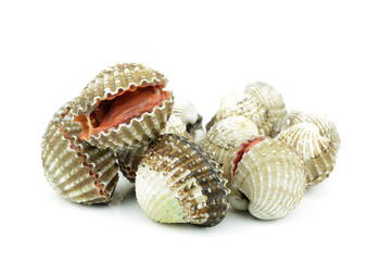 Blood cockle isolated on white background