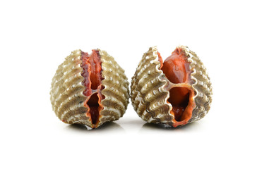 Blood cockle isolated on white background