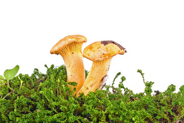 Cantharellus