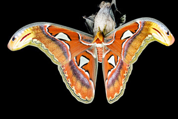 Naklejka premium Moth (Attacus atlas) seated on his cocoon in front of a black ba