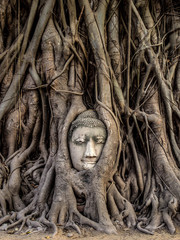 Head of Buddha Statue in the Tree Roots, Ayutthaya, Thailand - obrazy, fototapety, plakaty